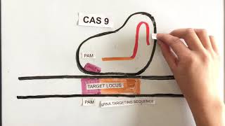 How Does CRISPRCas9 Work Simple Explanation [upl. by Prissy]