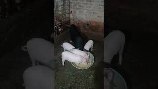 Piglets Eating With Mother farming piglet [upl. by Burd]