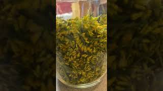 Goldenrod Solidago spp harvested for honey infusion garden herbalinfusion honey wildfood [upl. by Evette]