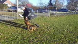 xtra 04122016 quot Pegge Policedogs Devil x Kyra IIquot [upl. by Eiramrebma]