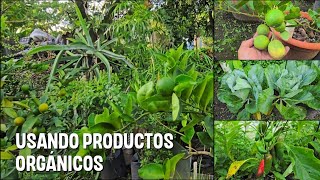 Mostrando resultados de usar productos ORGÁNICOS en nuestro jardín [upl. by Ellenoj]