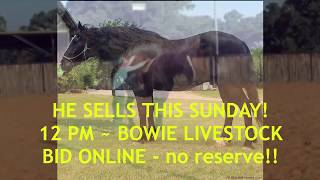 BID ONLINE Moses sells in BOWIE LIVESTOCK this coming Sunday 10 7 18  CattleUSAcom [upl. by Alorac]