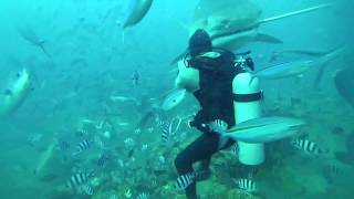 5 m TIGERSHARK almost bites divers head off in Fiji [upl. by Norac]