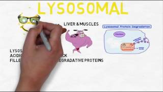 Biochemistry Lecture14 Amino Acids Metabolism Anabolism and Catabolism Part 1 ProteinTurnOver [upl. by Asirb]