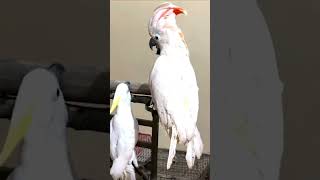 Triton Cockatoo vs Moluccan Cockatoo A Comparison [upl. by Aneeres487]