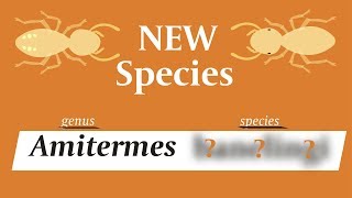 New Insect with Surprising Name [upl. by Nottnerb]