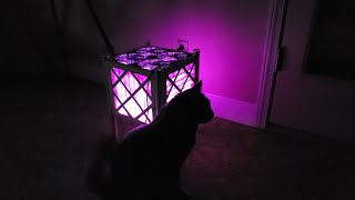 Making a CorsiRosenthal Music Light Box with a Cat [upl. by Odessa]