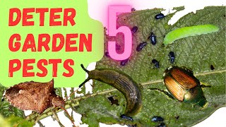 Deter These 5 Common Garden Pests Without Chemicals [upl. by Sosthena]