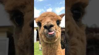 Alpacable facts  Llamas vs Alpacas animalshorts llama alpaca pets [upl. by Asel]