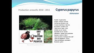 Tuto jardin Cyperus papyrus fiche technique plante annuelle [upl. by Aihsakal]