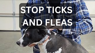 Serestos Flea amp Tick Collar Unboxing amp Review  Dog tick flea [upl. by Aneala]