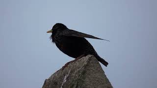 Estornino pinto  starling [upl. by Seyah]