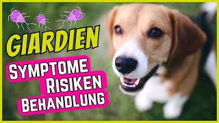 Giardien bei Hunden  Symptome Behandlung amp GiardienTest [upl. by Eyak264]