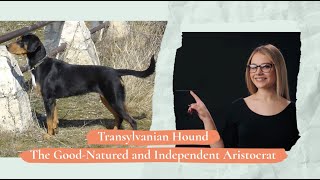 Transylvanian Hound – The GoodNatured and Independent Aristocrat [upl. by Tiler19]