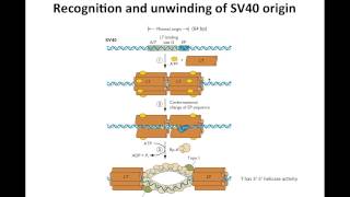 Lessons from SV40 [upl. by Atnahs]