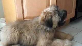 Nellie the Wheaten Terrier  3 to 4 Months [upl. by Eynobe]