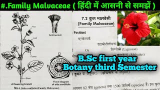 Family Malvaceae in hindi  BSc Second year Botany third Semester [upl. by Aliehs]