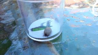 Ixodes ricinus Sheep Tick  Lyme Disease in Basildon Essex [upl. by Chucho750]