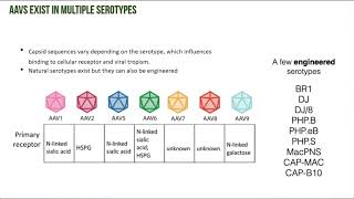 Integration of Affinités SPR technology for quality control in AAV bioproduction [upl. by Gerek]