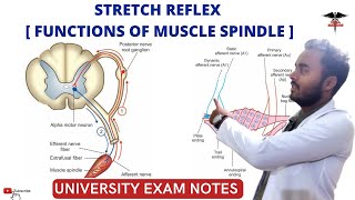 Stretch Reflex  Functions of muscle spindle CNS Physiology [upl. by Eila]