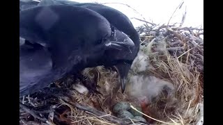 First chick at Ravens nest Exploreorg 17 May 2021 [upl. by Wilburn594]