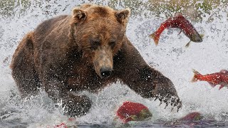 Grizzly Bears The Drama of the Alaskan Salmon Run  Alaska 🌎 🇺🇸  Wild Travel  Robert E Fuller [upl. by Alvita]