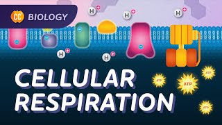 Cellular Respiration Do Cells Breathe Crash Course Biology 27 [upl. by Ithsav560]