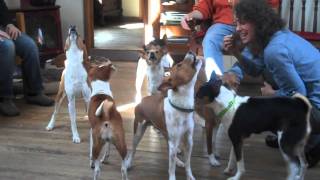 Basenji Chorus [upl. by Diane-Marie75]