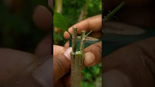 The Double Bud Grafting Technique Thats 5x Faster shorts [upl. by Aivatahs]