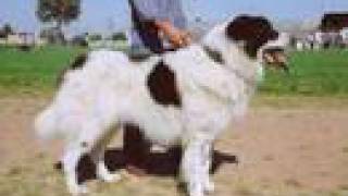 Ciobanesc Romanesc de Bucovina  Romanian Shepherd Bukovina Dog [upl. by Novanod]