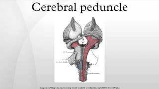 Cerebral peduncle [upl. by Eniluqaj]