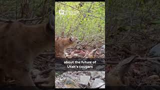 Utah sticks to new status quo for cougar hunting [upl. by Nylarahs]