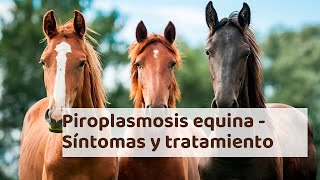 PIROPLASMOSIS EQUINA  Síntomas dignóstico y tratamiento [upl. by Halludba348]