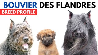 Bouvier Des Flandres Breed Profile History  Price  Traits  Bouvier Des Flandres Grooming Needs [upl. by Abagael]