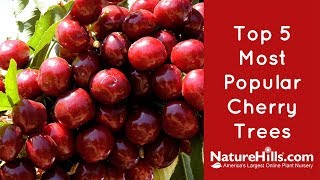 Top 5 Most Popular Cherry Trees  NatureHills com [upl. by Cordi]