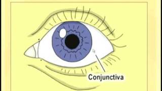 Ophthalmology Lecture  Eye Anatomy Part 1 [upl. by Naoj874]