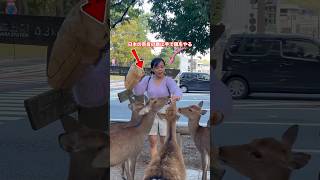 奈良公園 日本の奈良の鹿に手で餌をやる  自然の愛に抱かれて  Nara Deer Park Japan奈良日本旅行お辞儀をする鹿日本日本ビデオブログ 4k [upl. by Arrais694]