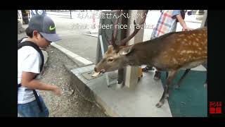 奈良公園 ドアを開ける鹿 deer チョット前に撮影しました。５年程前に [upl. by Selrac264]