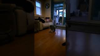 Shih Tzu playing in slow motion [upl. by Harrell350]