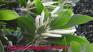 Acacia mangium Flowers for pollen and leaves for nectar [upl. by Kola106]