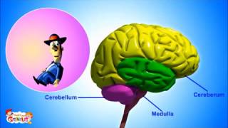 Brain Parts and Functions video for Kids from www makemegenius com [upl. by Veronique]