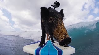 GoPro Kama The Surfing Pig [upl. by Pacheco]