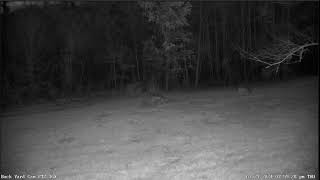 LIVE Deer Cam Virginia [upl. by Nagah]