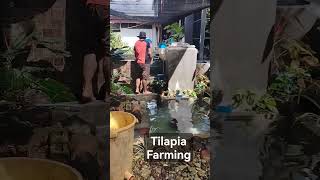 backyard tilapia farmingtilapia fish backyard [upl. by Leirbaj991]