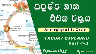 සපුෂ්ප ශාක ජීවන චක්‍රය සරලව පැහැදිලිව  Anthophyta life cycle  aplusbiology [upl. by Aeresed]