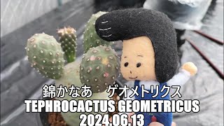 錦かなあ ゲオメトリクスTephrocactus geometricus 2024 06 13 [upl. by Arrim323]