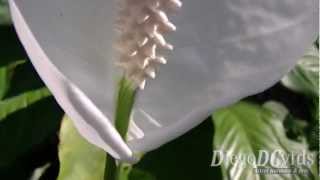 Spathiphyllum wallisii flower Araceae  Líriodapaz aráceas Brasil [upl. by Dnilasor196]