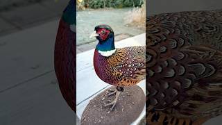 Pheasant Taxidermy taxidermy taxidermist pheasants [upl. by Ajiak635]