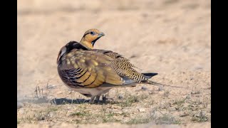 The Pintailed Sandgrouse Pterocles alchata  קטה חדת זנב [upl. by Linea]