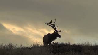 Wildlife Reel  Powderhorn Ranch [upl. by Navannod142]